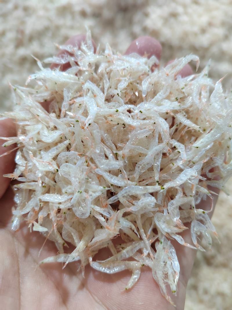 新货本港新鲜天热虾皮