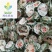 【苦瓜茶】@【同欢药材】中药材批发供应规格齐全