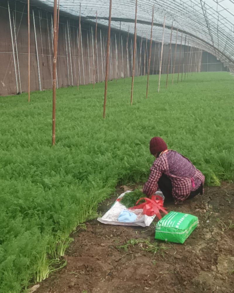 茴香精品茴香