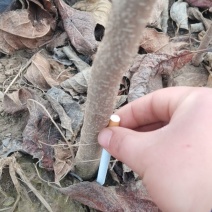 地径两公分精品杜仲苗。价格低，有需要的朋友联系我们。