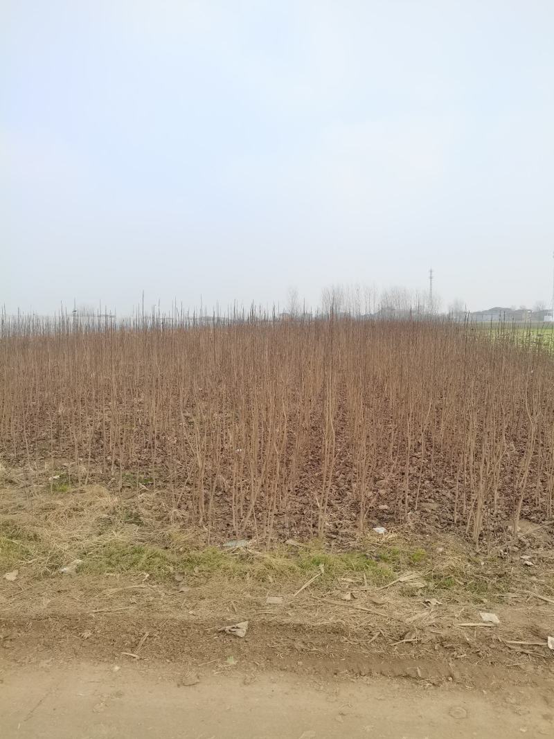 地径两公分精品杜仲苗。价格低，有需要的朋友联系我们。
