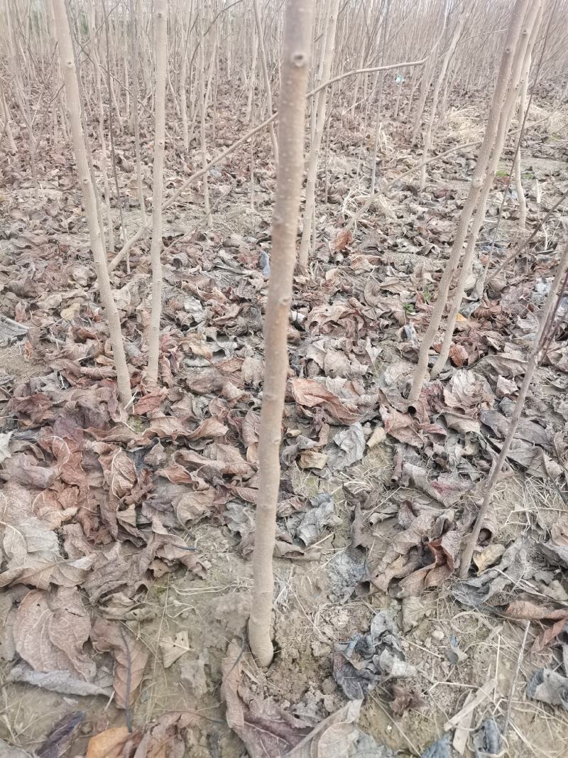 地径两公分精品杜仲苗。价格低，有需要的朋友联系我们。
