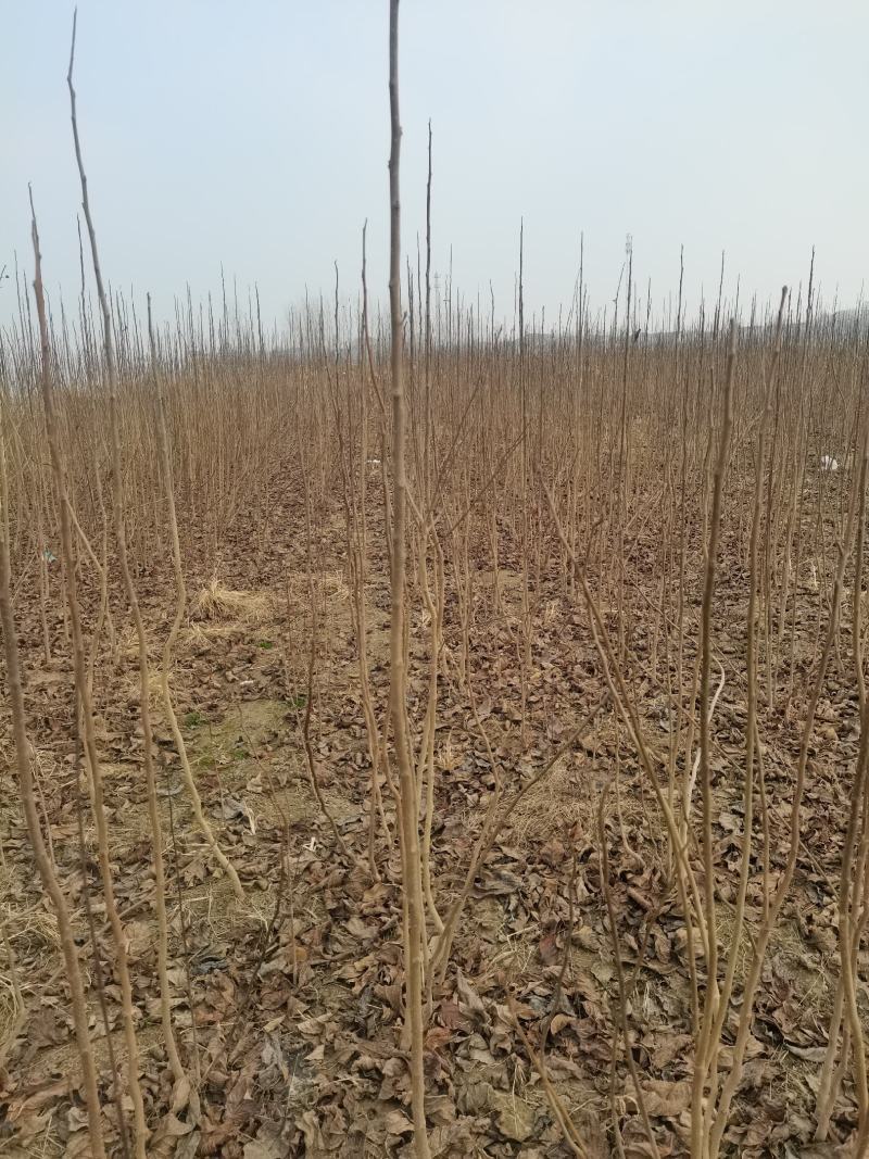 地径两公分精品杜仲苗。价格低，有需要的朋友联系我们。