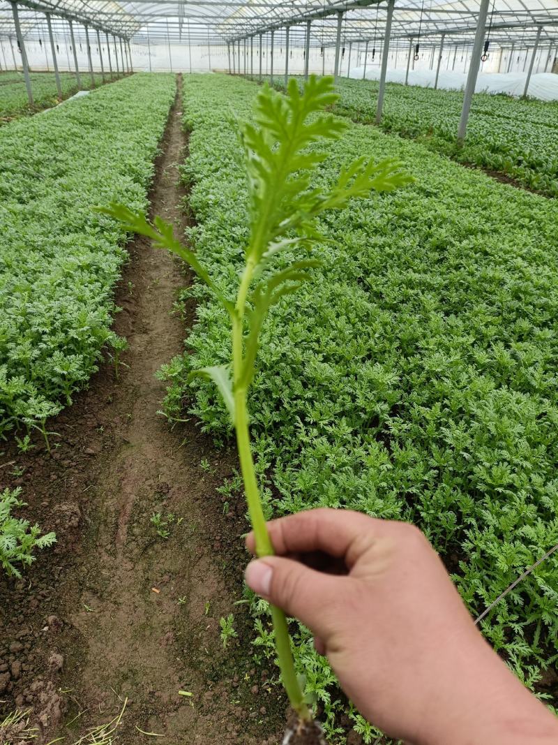 铁杆茼蒿菜