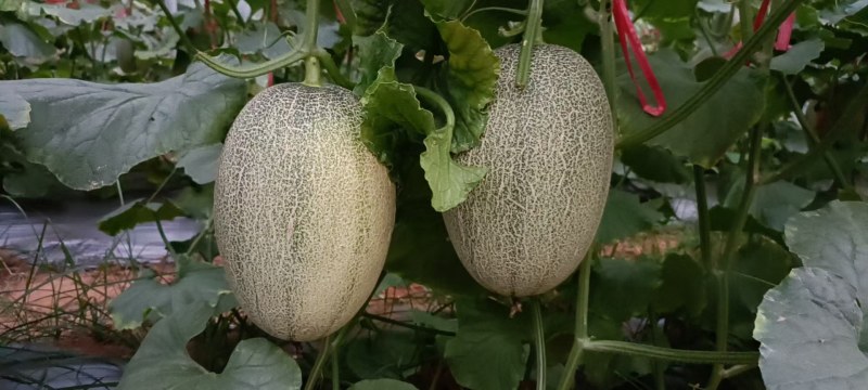海南哈密瓜晓蜜25号对接市场，电商，产地直销万亩基地