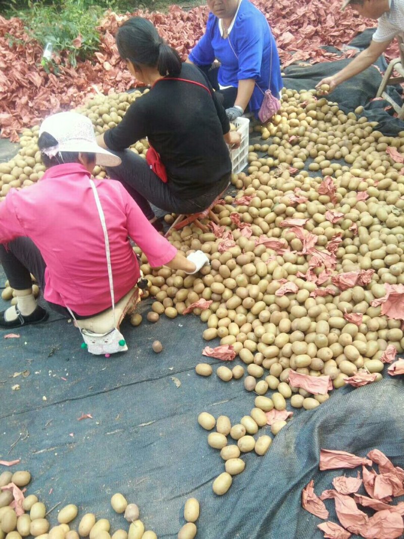 河南西峡黄心猕猴桃产地源头直发一手货源保质保量