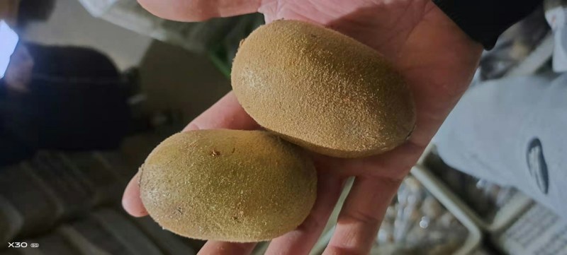河南西峡黄心猕猴桃产地源头直发一手货源保质保量