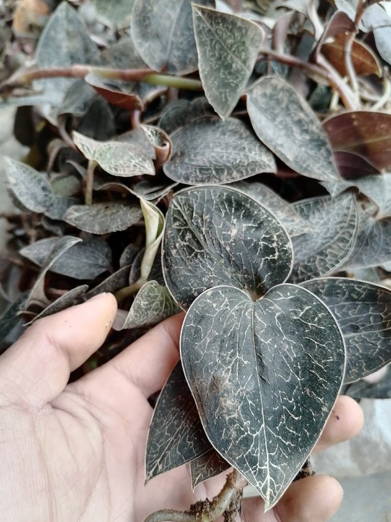 每一颗金线莲都是来自云南大山深处，不是野生全额退款。