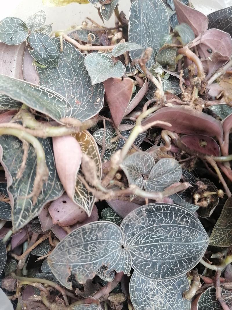 每一颗金线莲都是来自云南大山深处，不是野生全额退款。