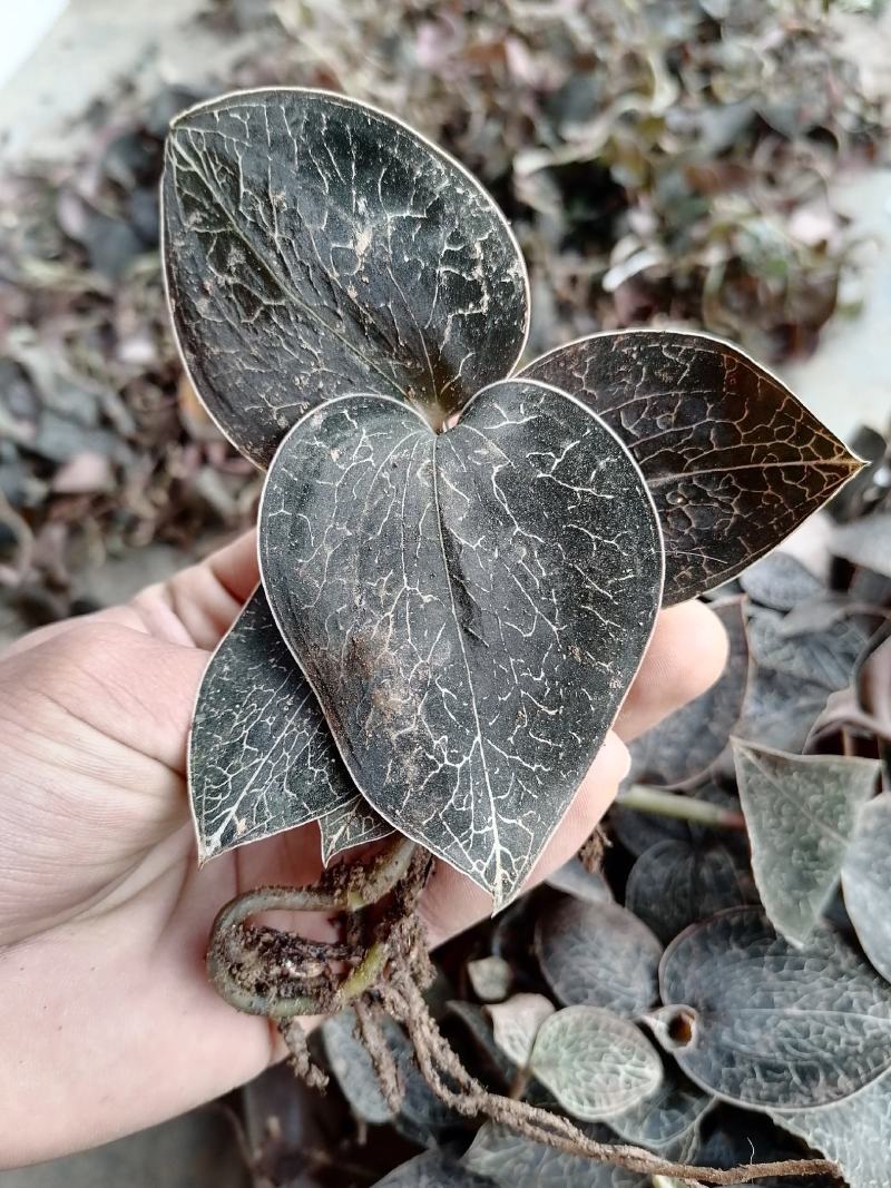 每一颗金线莲都是来自云南大山深处，不是野生全额退款。