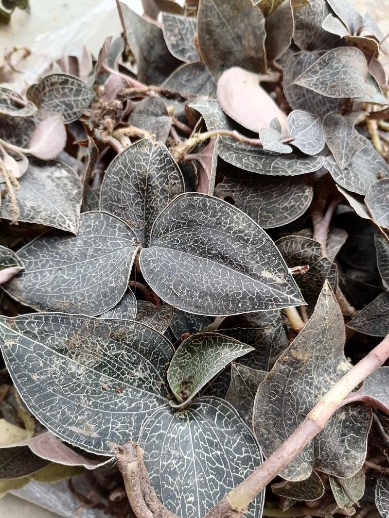 每一颗金线莲都是来自云南大山深处，不是野生全额退款。