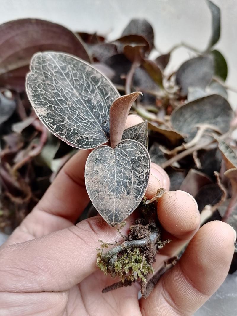 每一颗金线莲都是来自云南大山深处，不是野生全额退款。