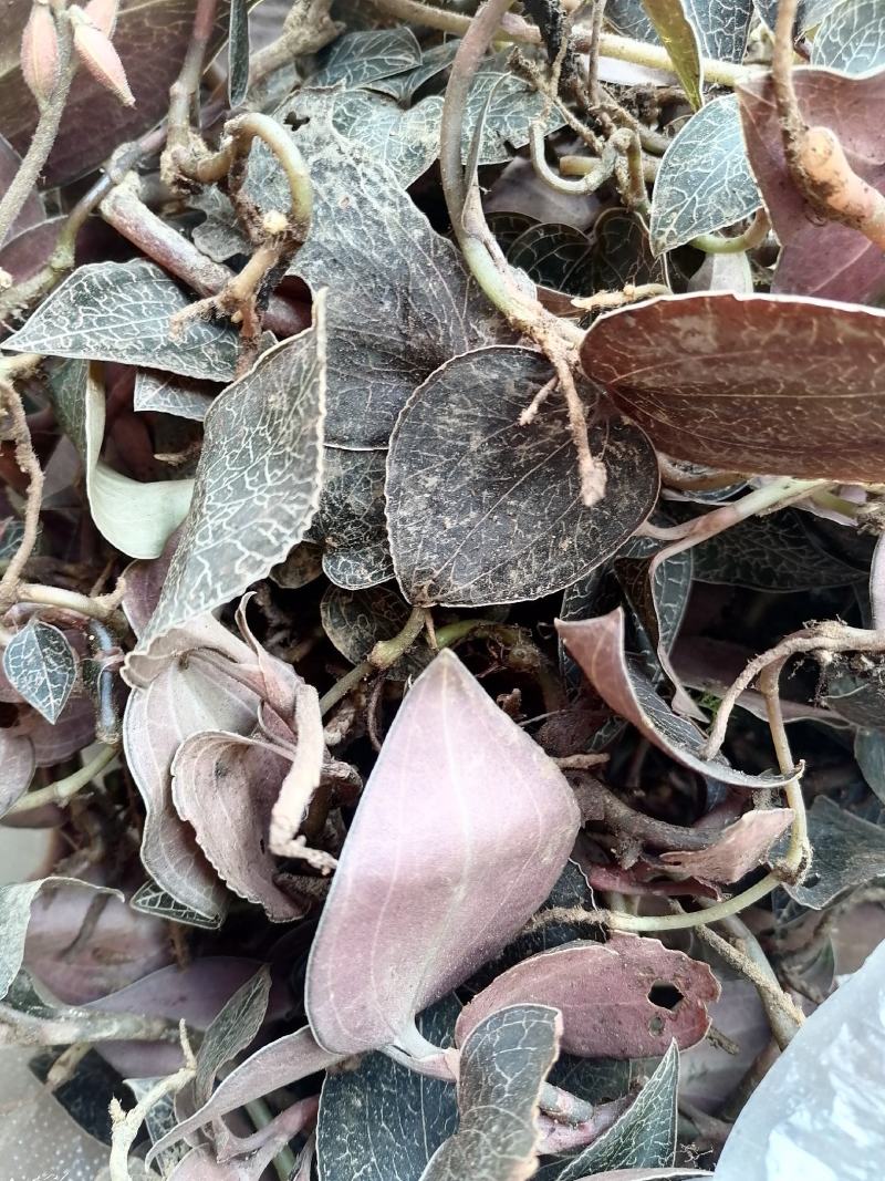 每一颗金线莲都是来自云南大山深处，不是野生全额退款。
