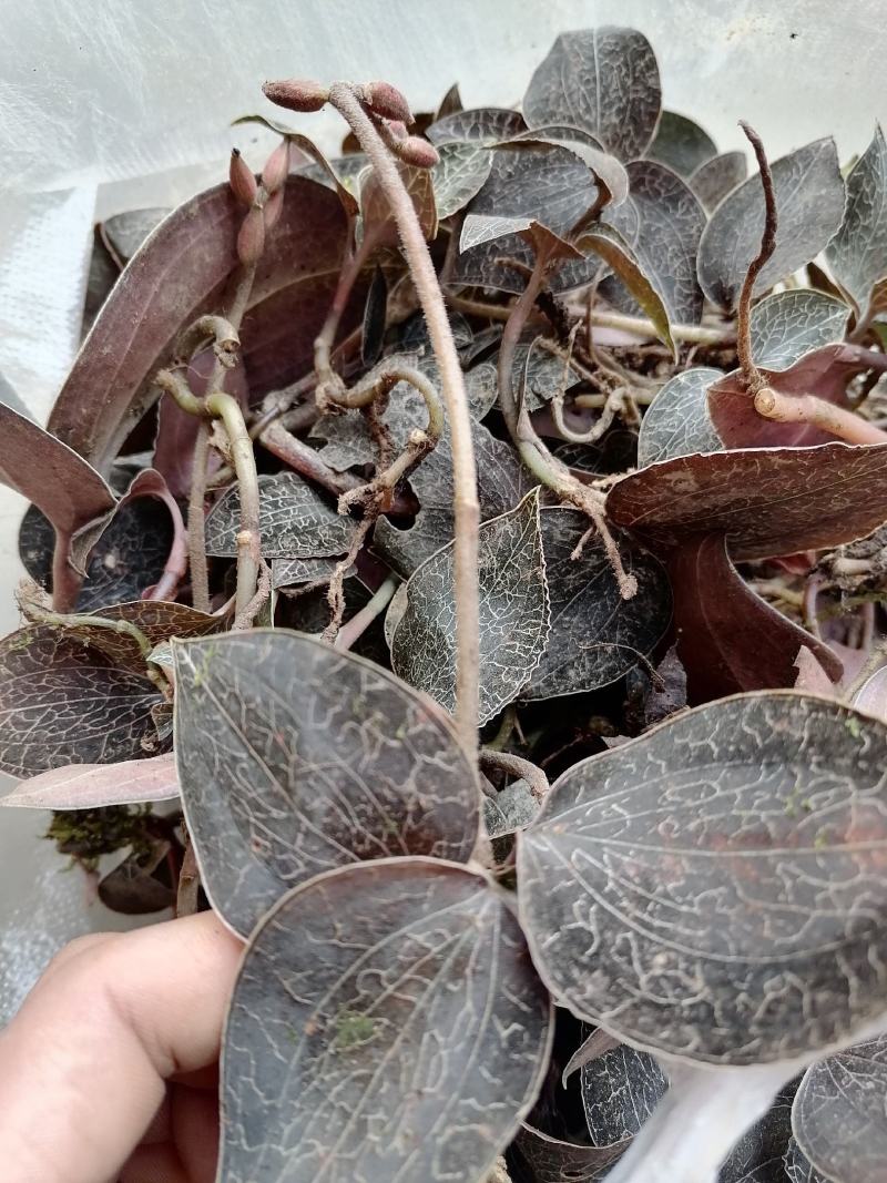每一颗金线莲都是来自云南大山深处，不是野生全额退款。