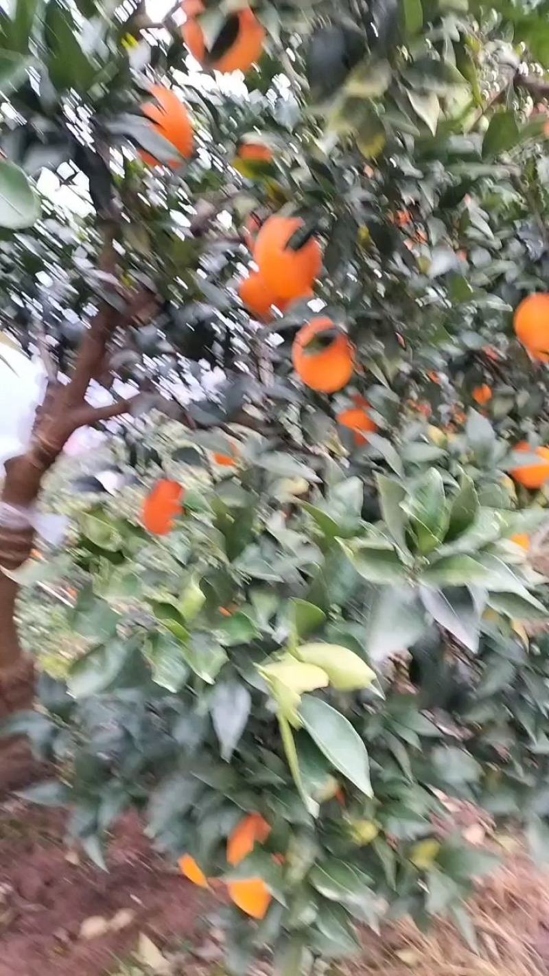 湖北脐橙中华红橙产地直发保质保量量大从优欢迎致电联系