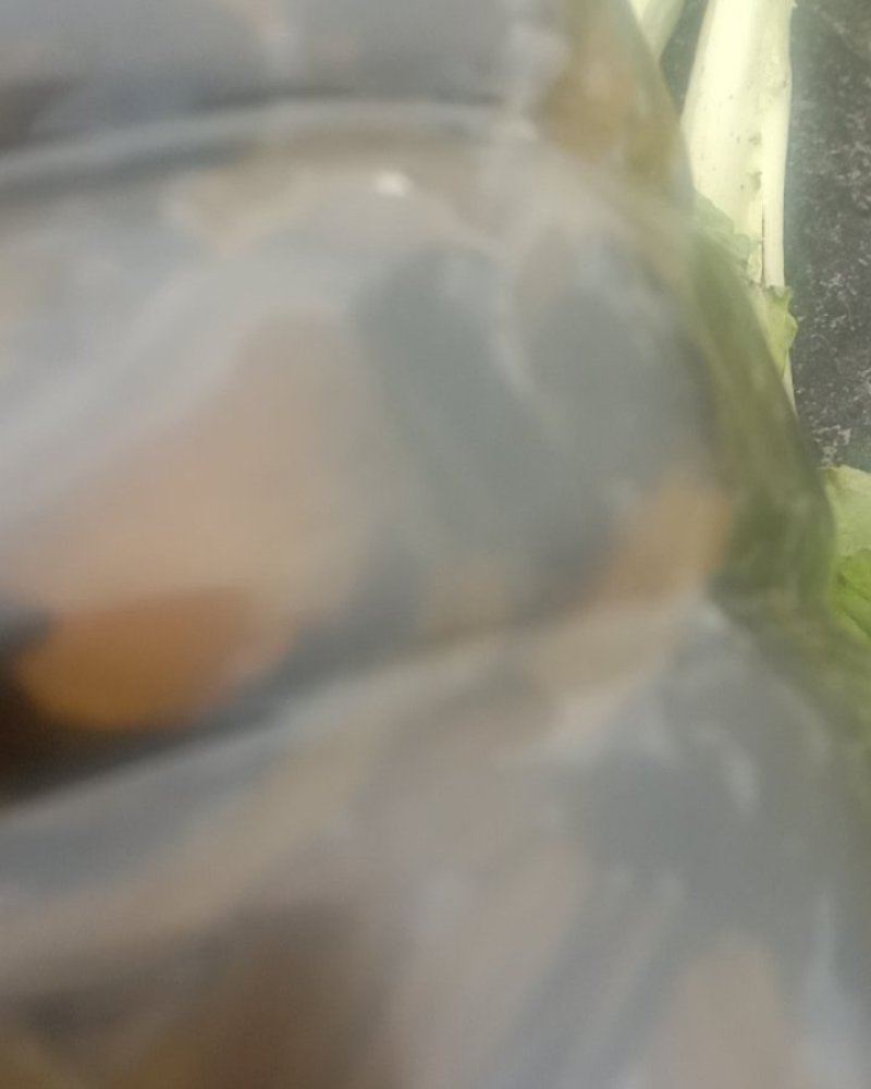 南溪芽菜青菜梅干菜扣肉调料样品