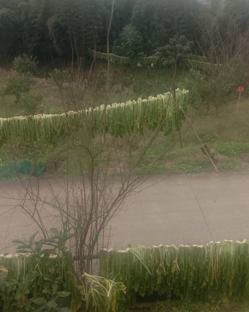 南溪芽菜青菜梅干菜扣肉调料样品