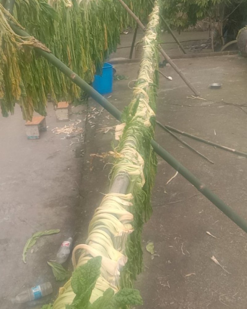 南溪芽菜青菜梅干菜扣肉调料样品