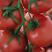 精品硬粉西红柿大量上市，果实饱满沙瓤，颜色好，货源充足