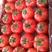 精品硬粉西红柿大量上市，果实饱满沙瓤，颜色好，货源充足