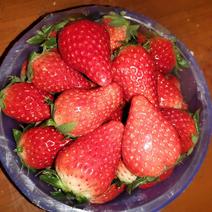 绛县新鲜优质章记草莓，量大从优，货源稳定