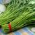 空心菜种子竹叶空心菜种子高杆易捆扎产量高
