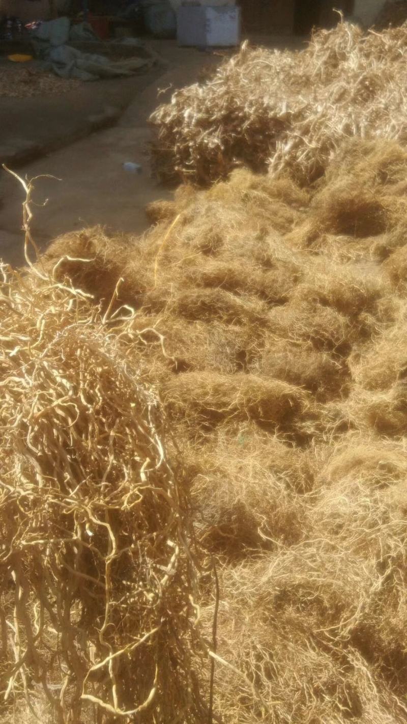 马尾伸根/过江蕨/老龙须/金刚豆藤/大伸筋草/背梁骨/