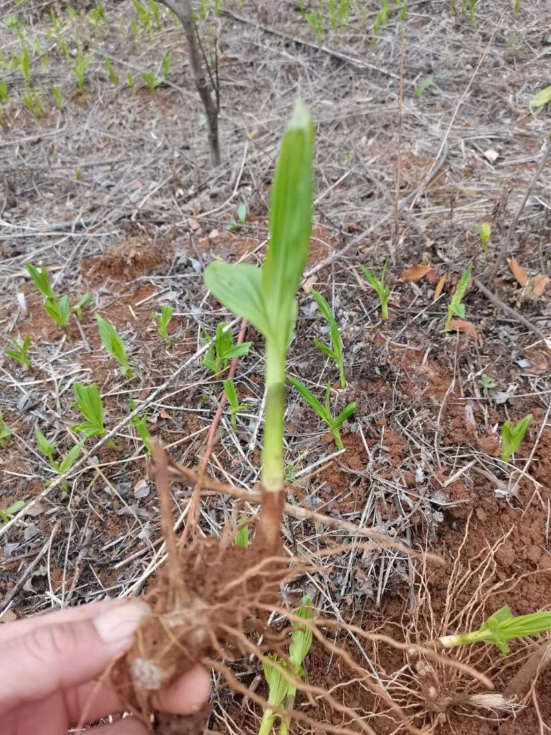 鲜白芨/白芨鲜货/广西白芨/白及种苗/白及苗的/白及鲜货