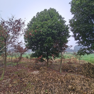四川成都基地直销天竺桂，阴香，基地发货品质高，量大价优！