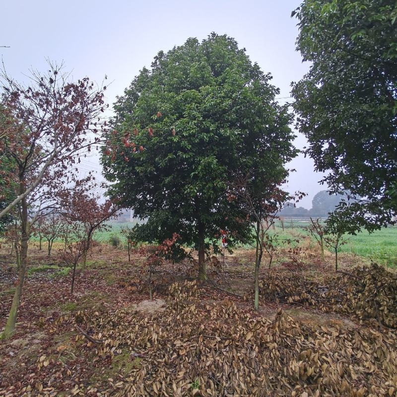 四川成都基地直销天竺桂，阴香，基地发货品质高，量大价优！