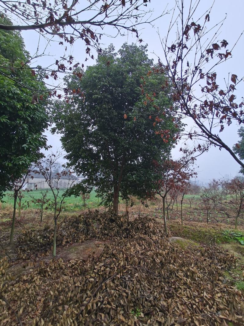 四川成都基地直销天竺桂，阴香，基地发货品质高，量大价优！