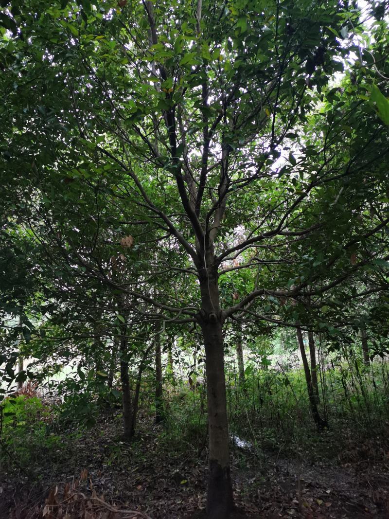 四川成都基地直销天竺桂，阴香，基地发货品质高，量大价优！