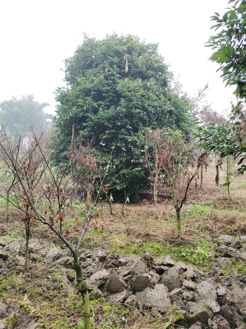 四川成都基地直销天竺桂，阴香，基地发货品质高，量大价优！