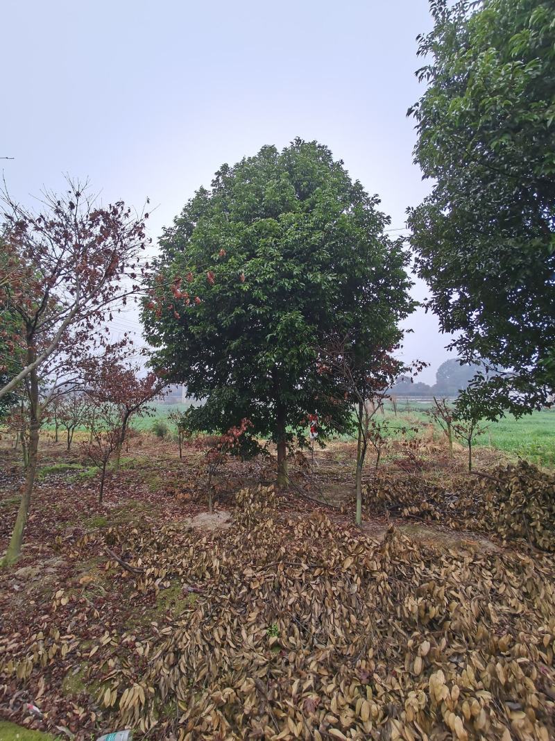 四川成都基地直销天竺桂，阴香，基地发货品质高，量大价优！