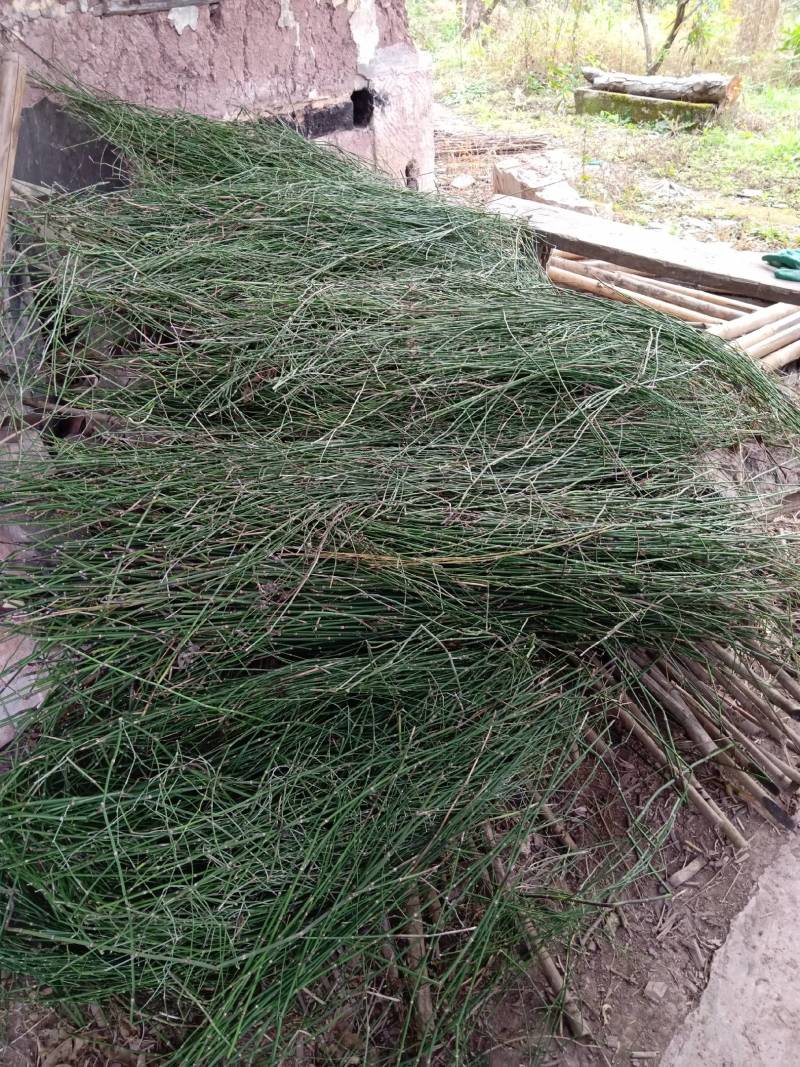 贵州遵义木贼笔管草节节草，中药材支持包邮可视频看货