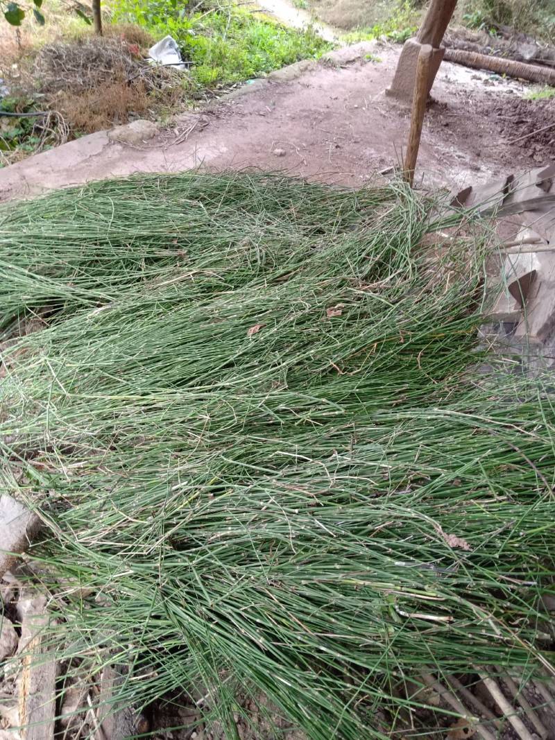 贵州遵义木贼笔管草节节草，中药材支持包邮可视频看货