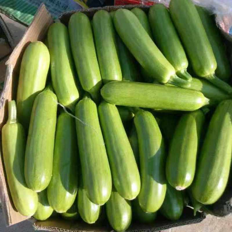 基地直供山东临沂兰陵精品西葫芦，货源充足，保质保量