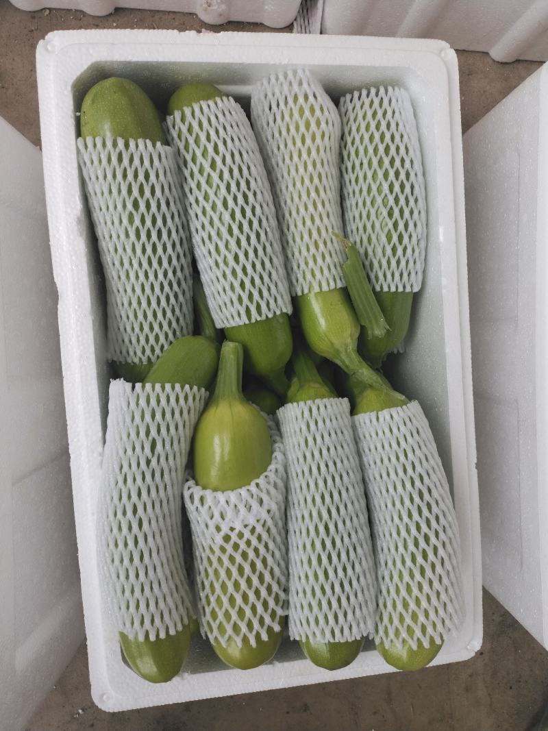 基地直供山东临沂兰陵精品西葫芦，货源充足，保质保量