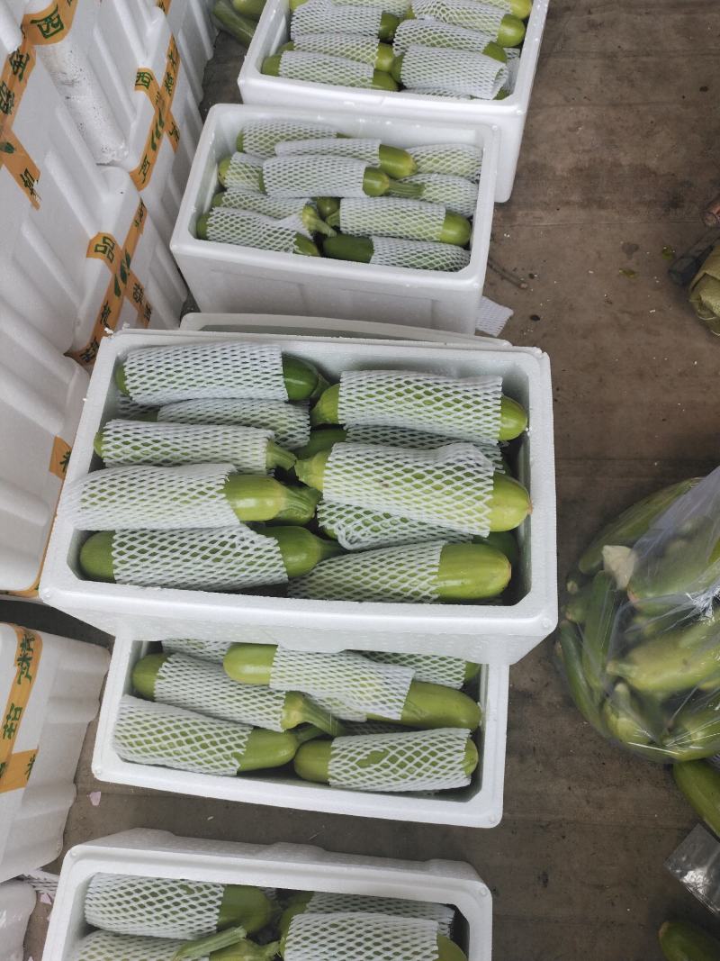 基地直供山东临沂兰陵精品西葫芦，货源充足，保质保量