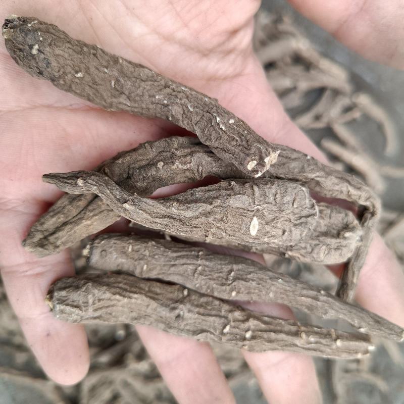 包邮一支蒿冷背一枝蒿量大从优一公斤起卖