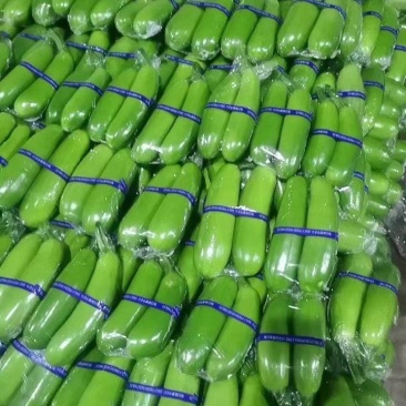 基地直供山东临沂兰陵精品西葫芦，货源充足，保质保量