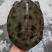 外塘精品黑花甲鱼黄花甲鱼黑底白底蜡面背指甲尖细