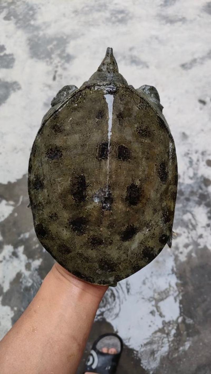外塘精品黑花甲鱼黄花甲鱼黑底白底蜡面背指甲尖细