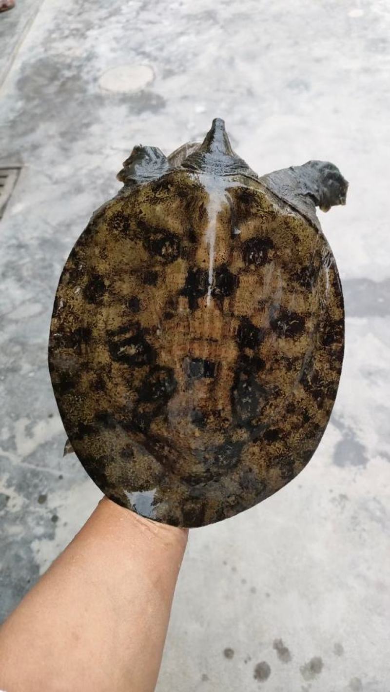 外塘精品黑花甲鱼黄花甲鱼黑底白底蜡面背指甲尖细