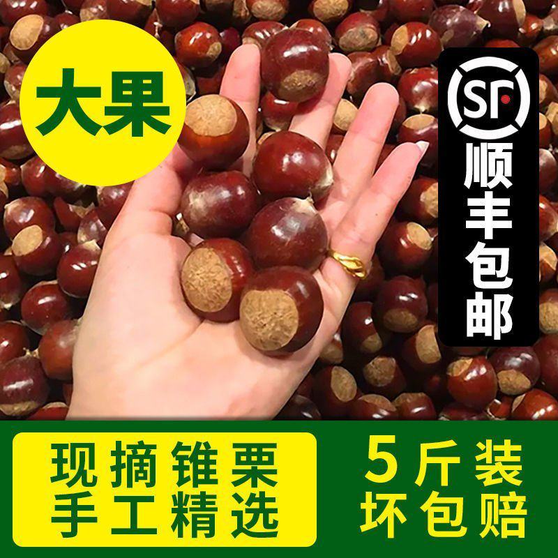 新鲜建瓯锥栗特级生尖栗野生小栗子糖炒板栗香糯甜毛栗子包邮