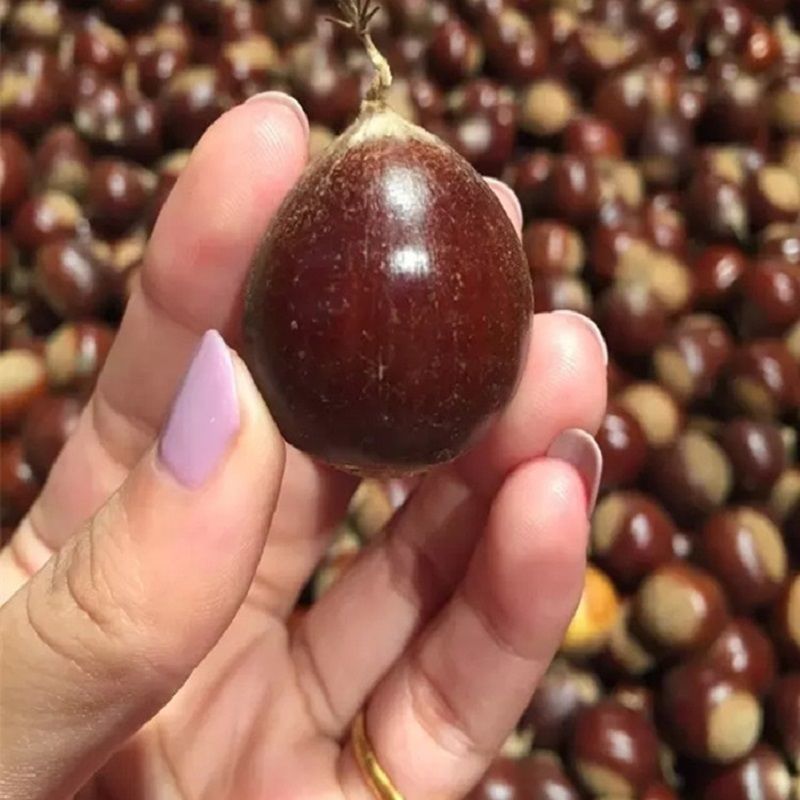新鲜建瓯锥栗特级生尖栗野生小栗子糖炒板栗香糯甜毛栗子包邮
