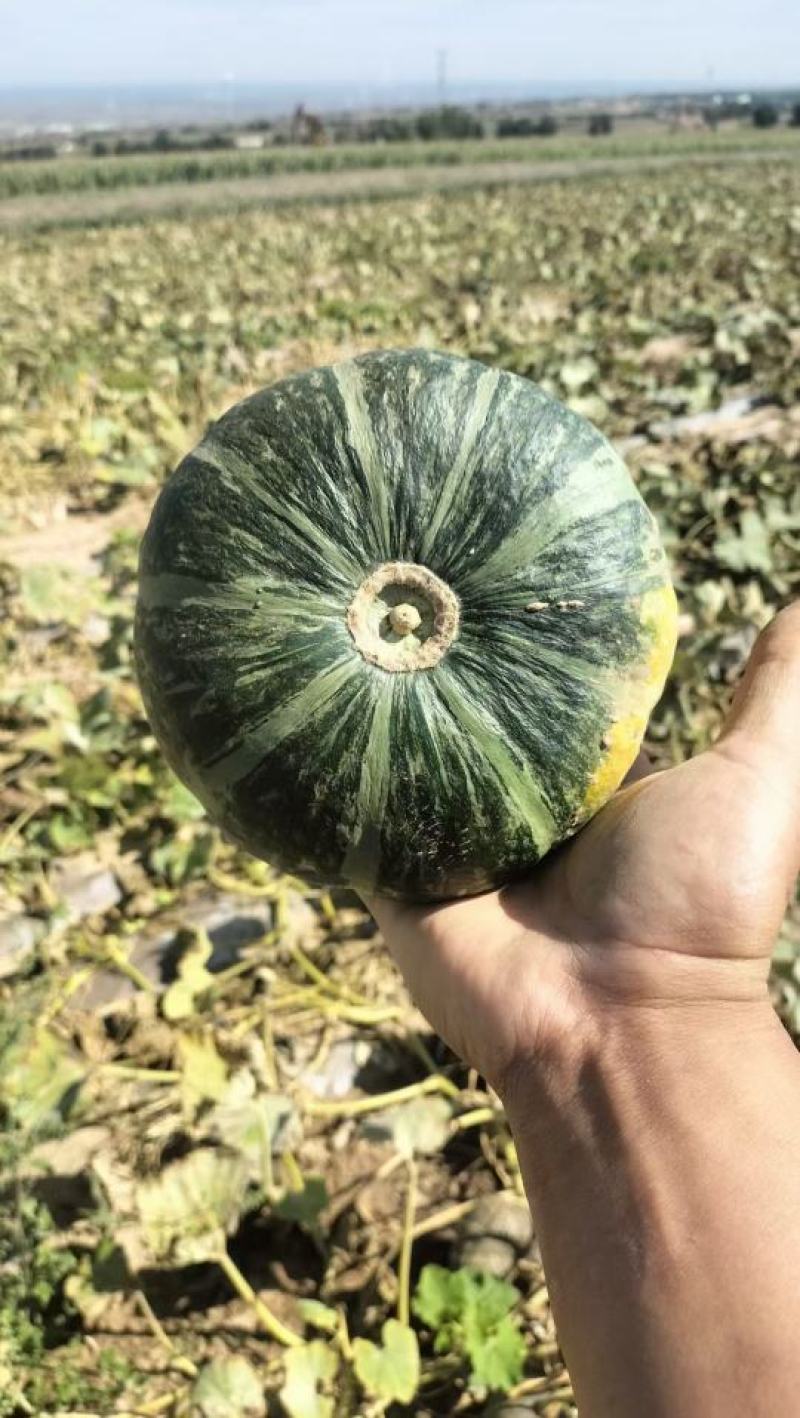 渭南大荔板栗南瓜各种规格大吨位供应，电商，市场均可