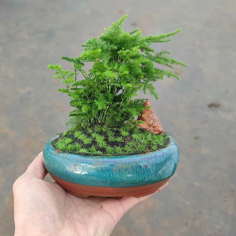 文竹盆景室内桌面盆栽云竹组合微景观摆件绿植花卉