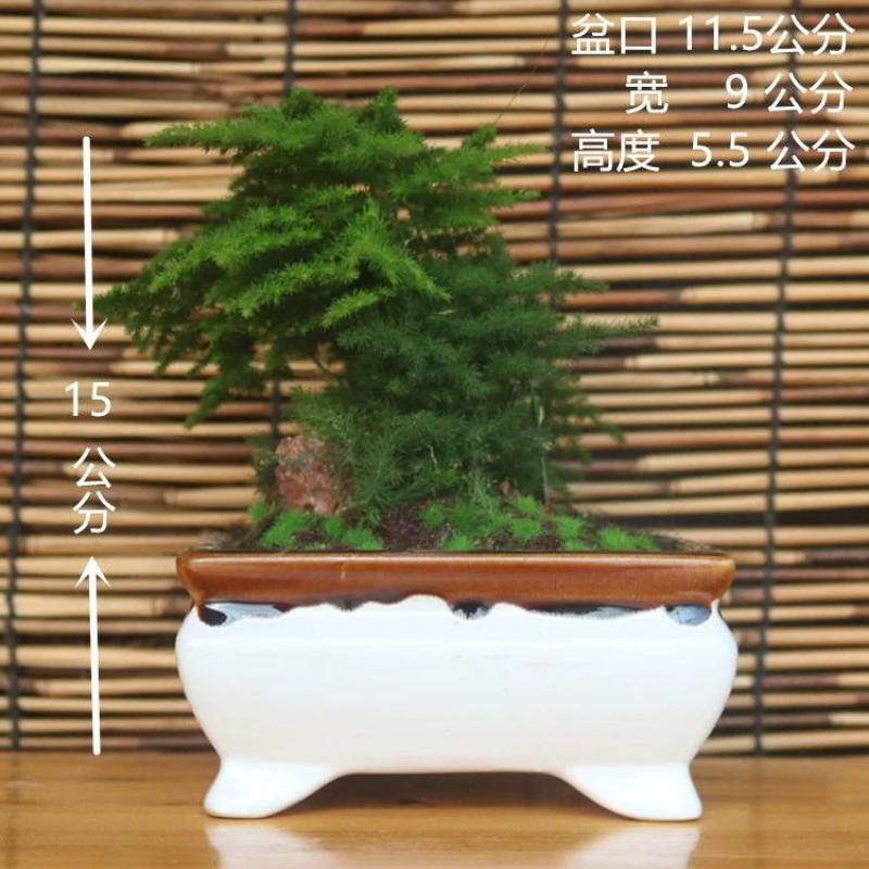 文竹盆景室内桌面盆栽云竹组合微景观摆件绿植花卉