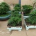 文竹盆景室内桌面盆栽云竹组合微景观摆件绿植花卉